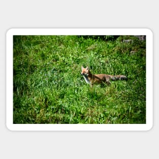 Fox Hunt / Swiss Artwork Photography Sticker